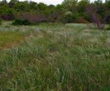 Stipa lessingiana