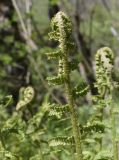 род Dryopteris