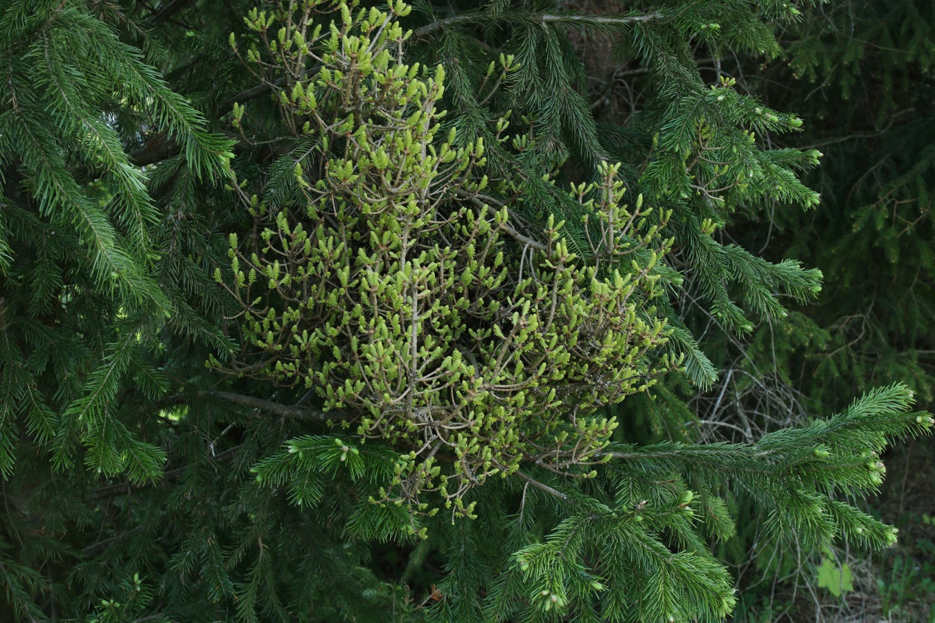 Image of Abies sibirica specimen.