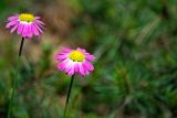 Pyrethrum coccineum