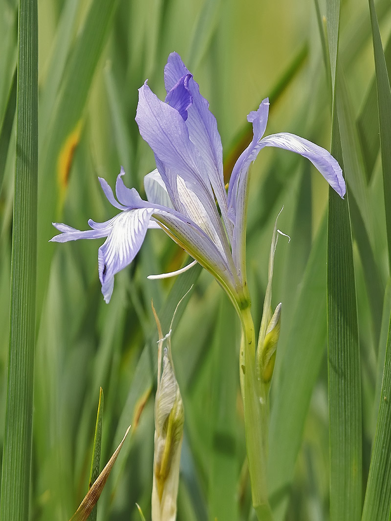 Изображение особи Iris lactea.