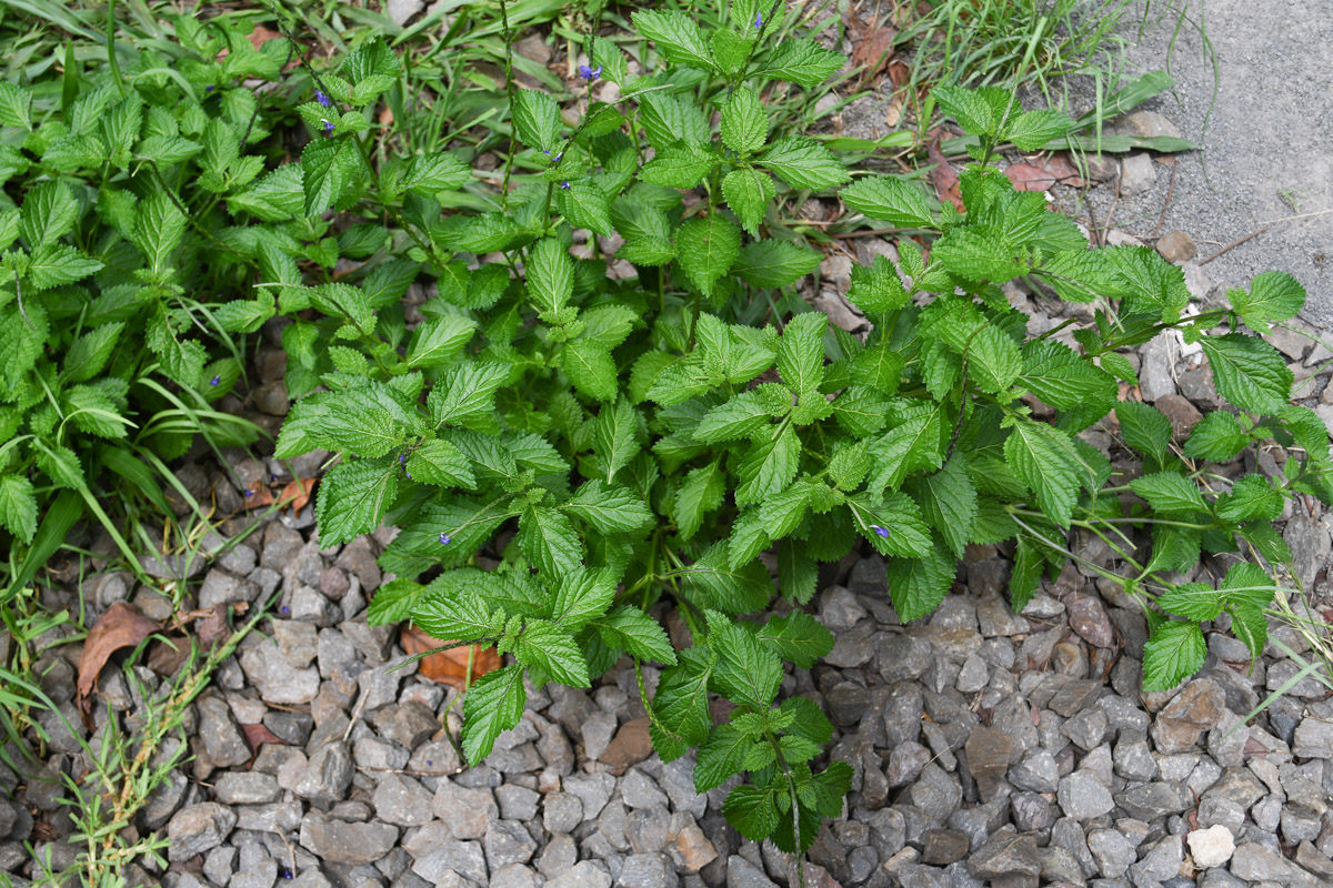 Изображение особи Stachytarpheta cayennensis.