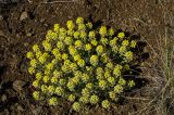 Alyssum lenense