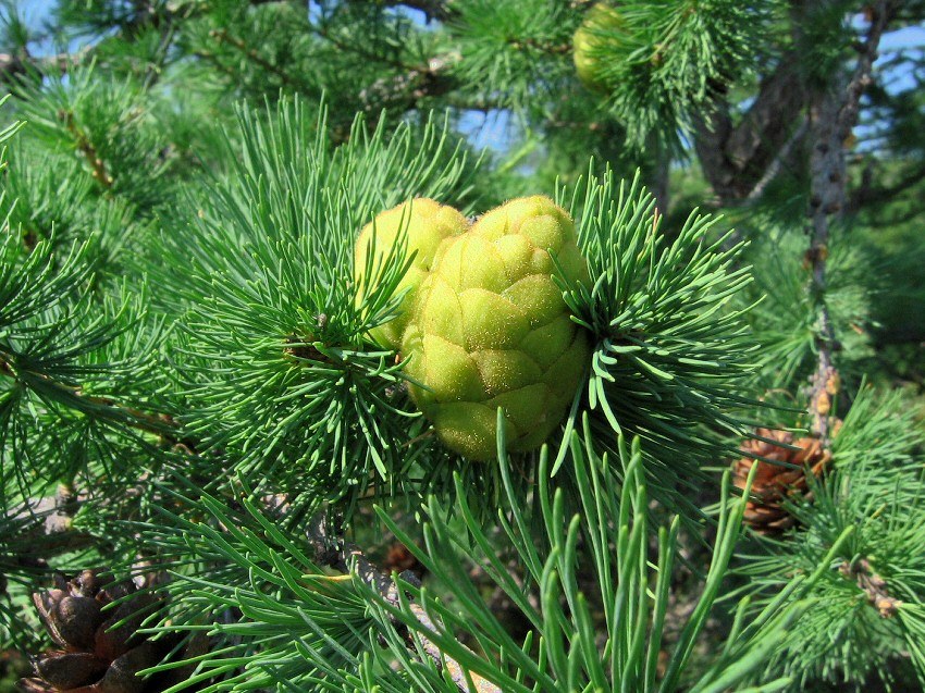 Image of Larix sukaczewii specimen.