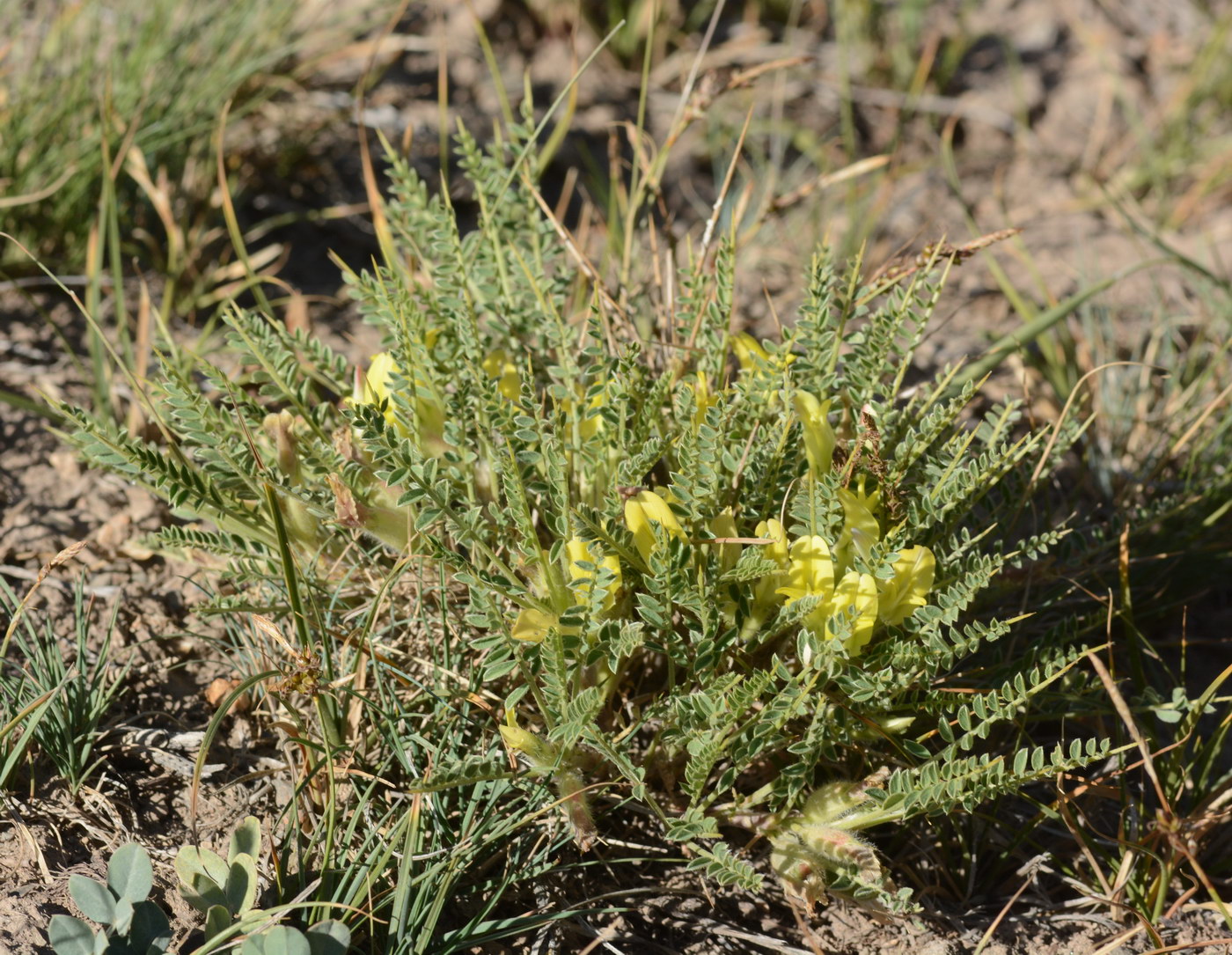 Изображение особи Astragalus subinduratus.