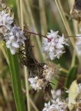 Cuscuta epithymum. Части побегов с соцветиями. Испания, автономное сообщество Каталония, провинция Жирона, комарка Рипольес, муниципалитет Мольо, плато в окр. горного приюта les Saleres de Caderget (1720 м н.у.м), скальный выход на субальпийском лугу. 13.08.2023.