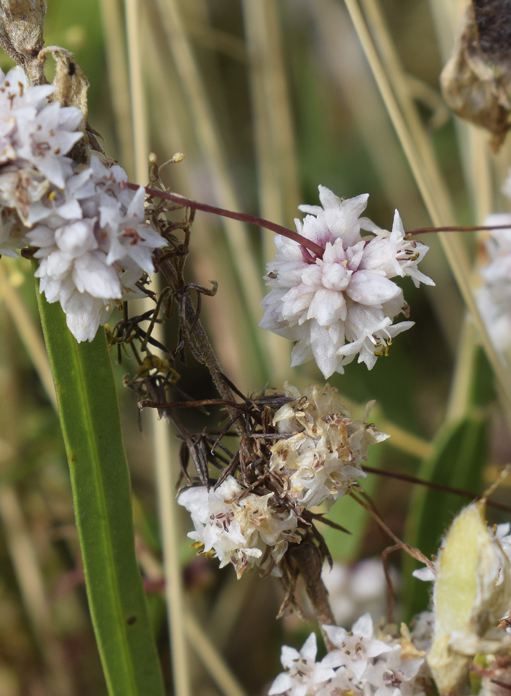 Изображение особи Cuscuta epithymum.