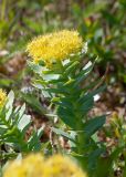 Rhodiola rosea. Верхушка цветущего растения. Мурманская обл., Кольский р-н, сельское поселение Териберка, о. Кильдин, южный берег оз. Могильное, приморский луг. 24.06.2023.