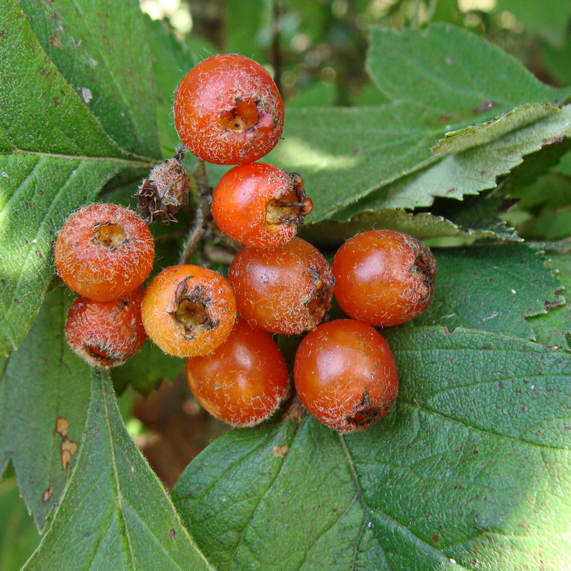 Image of Crataegus maximowiczii specimen.