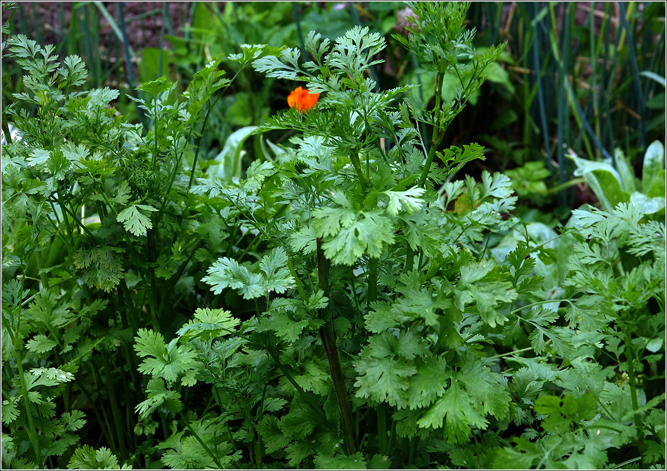 Изображение особи Coriandrum sativum.