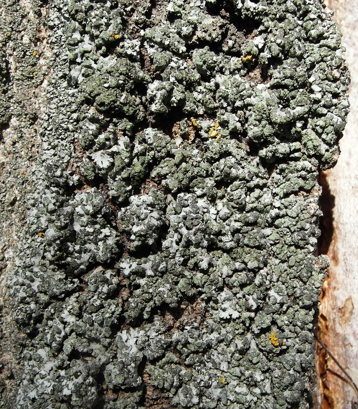 Image of Phaeophyscia orbicularis specimen.