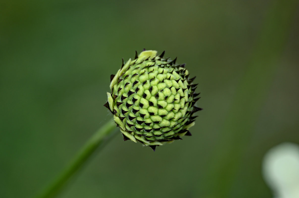 Изображение особи Cephalaria gigantea.