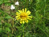 Anthemis tinctoria. Соцветие. Ярославская обл., Угличский р-н, с. Спасское, берег р. Корожечна. 07.07.2010.