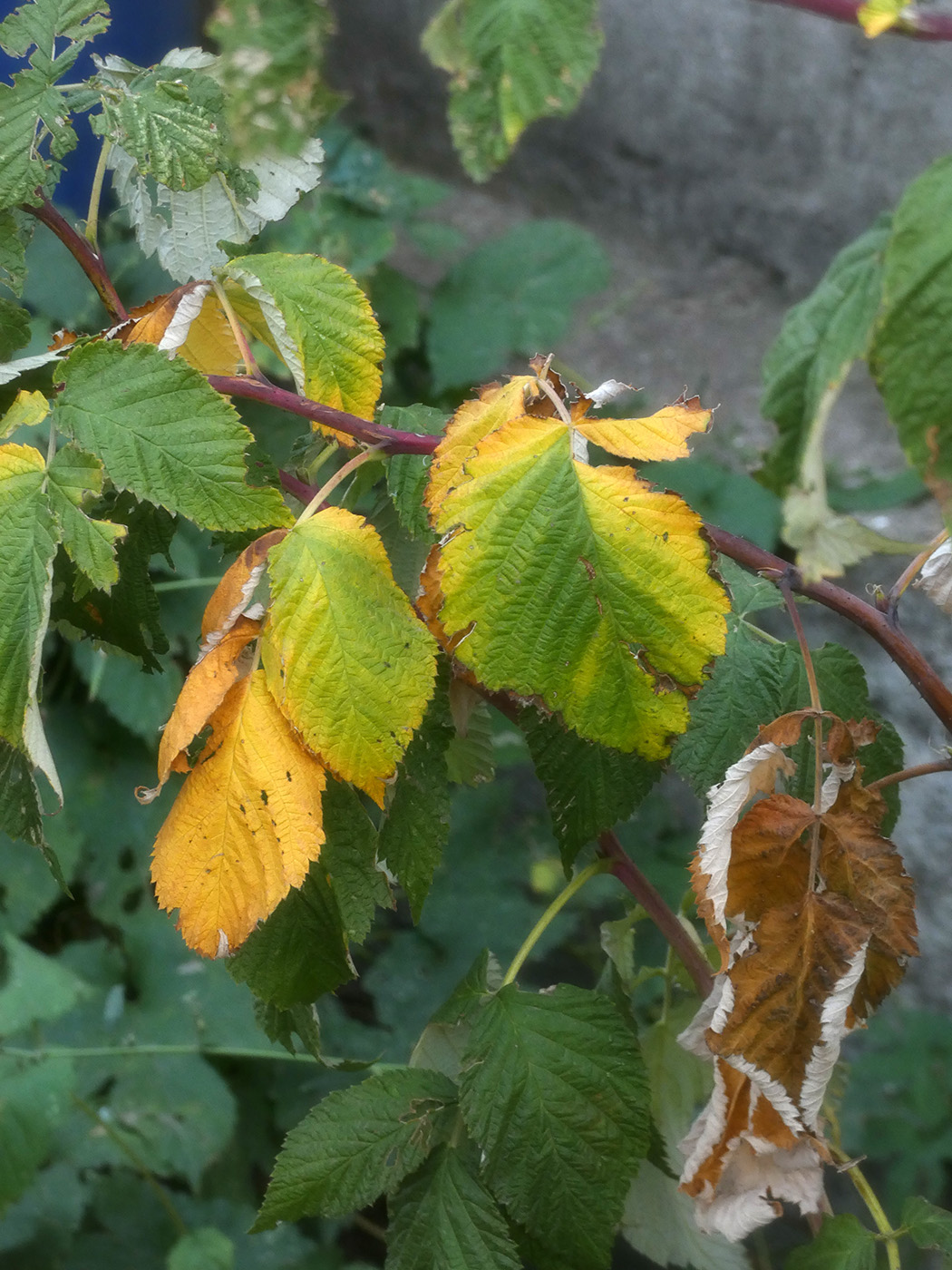 Изображение особи Rubus idaeus.