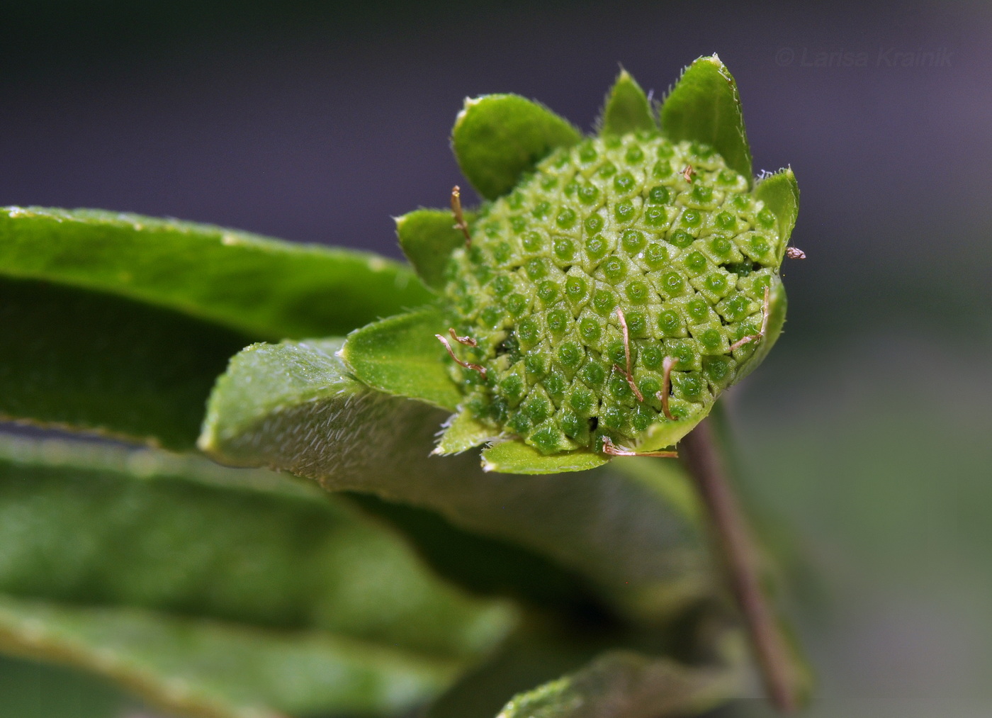 Изображение особи Eclipta prostrata.