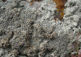 Lecanora muralis