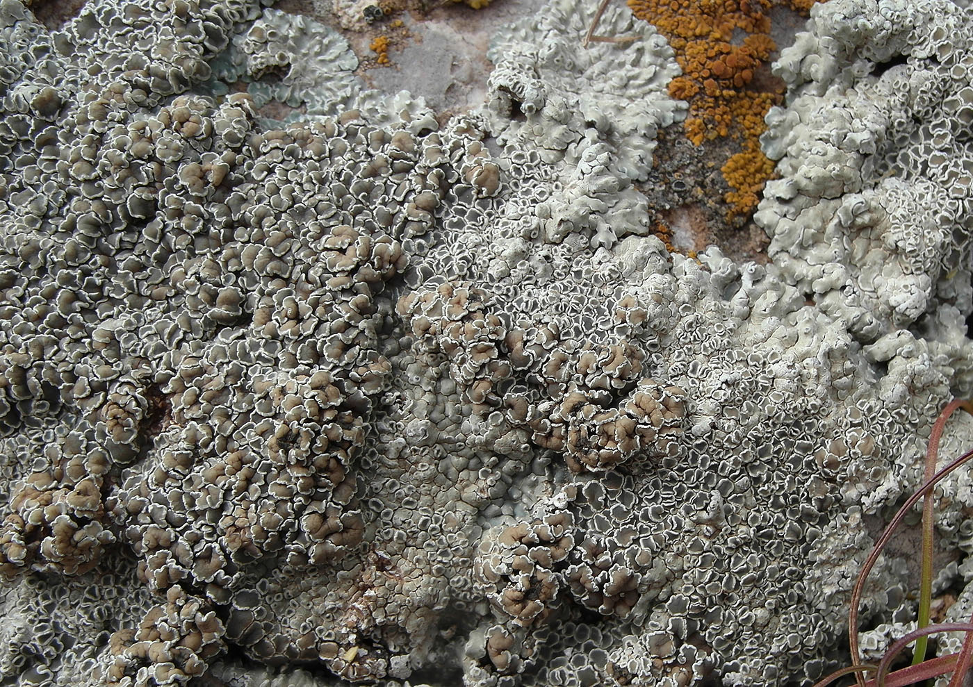 Изображение особи Lecanora muralis.