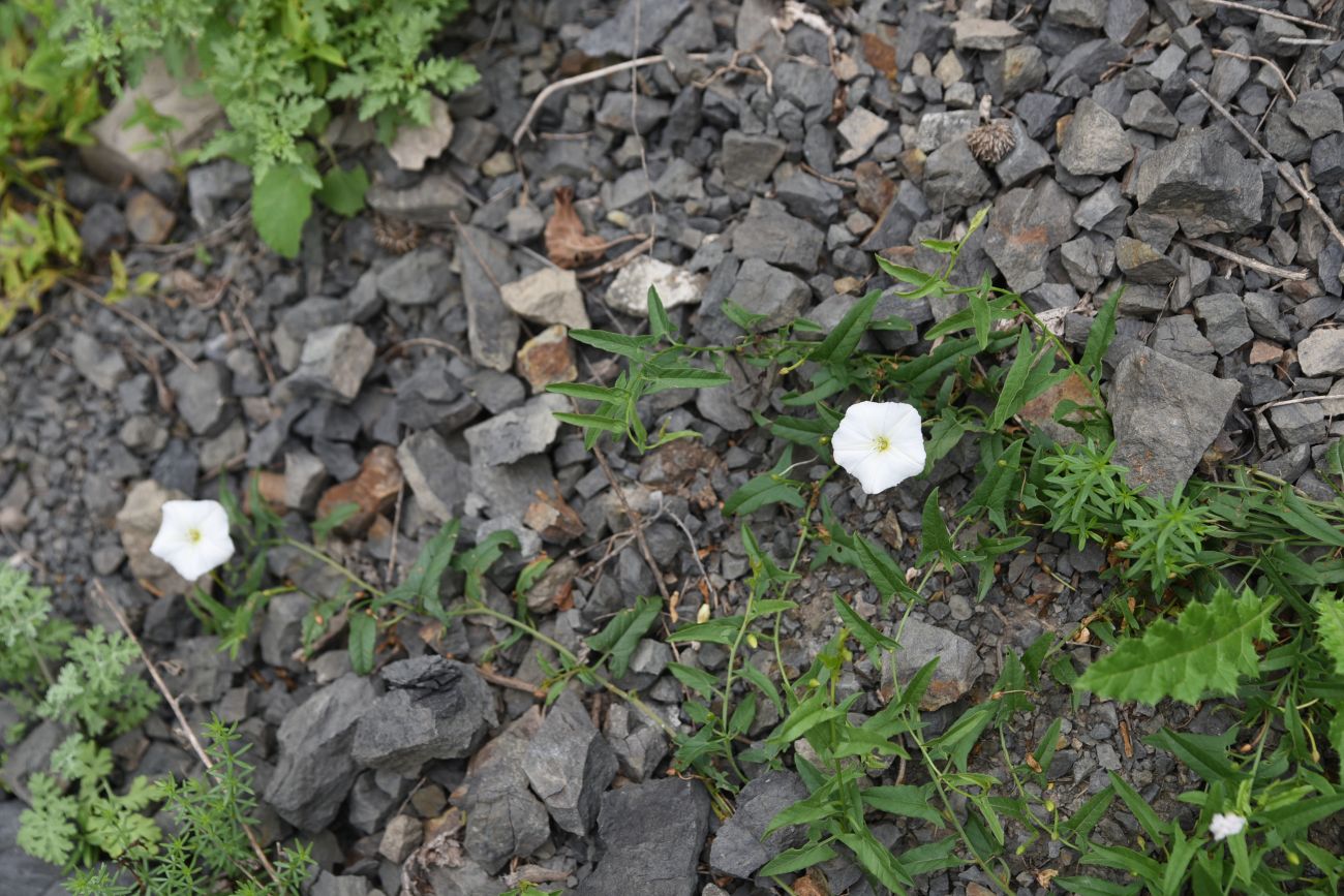 Изображение особи Convolvulus arvensis.