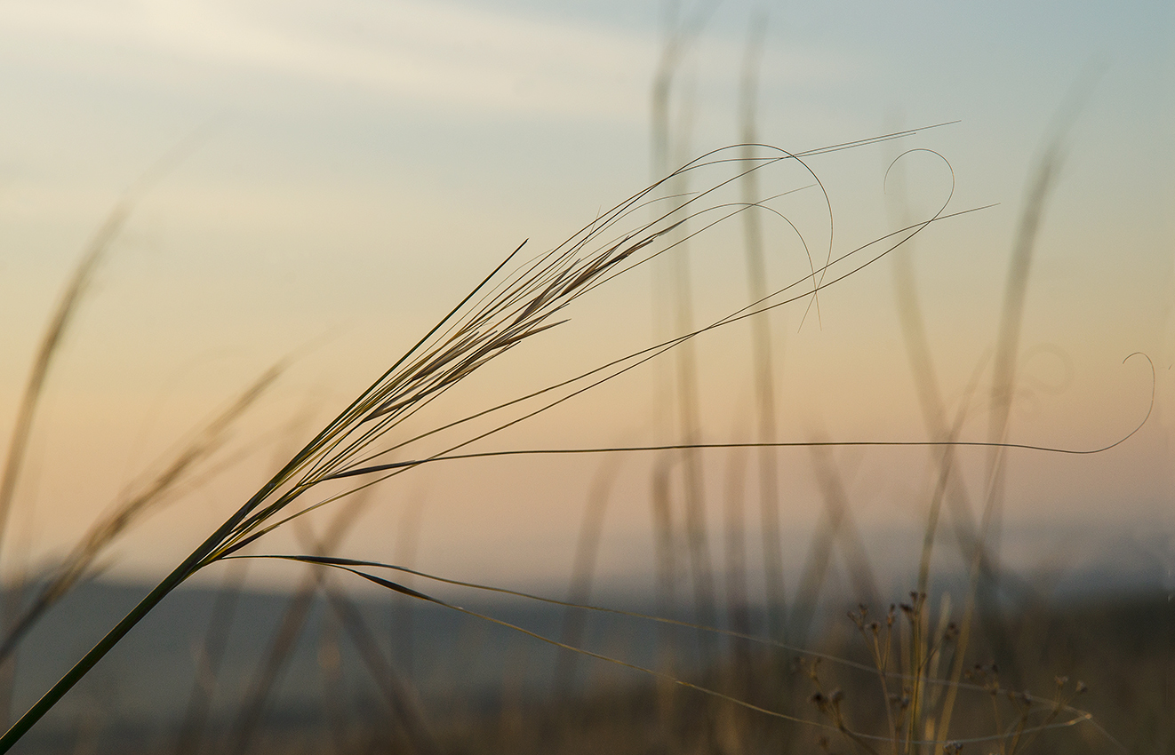 Image of genus Stipa specimen.