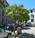 Albizia julibrissin