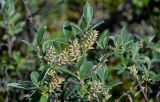 Salix glauca. Ветвь с соплодиями (некоторые плоды поражены ржавчинным грибом). Красноярский край, Таймырский Долгано-Ненецкий р-н, плато Путорана, долина р. Иркингда, горная тундра. 24.07.2023.