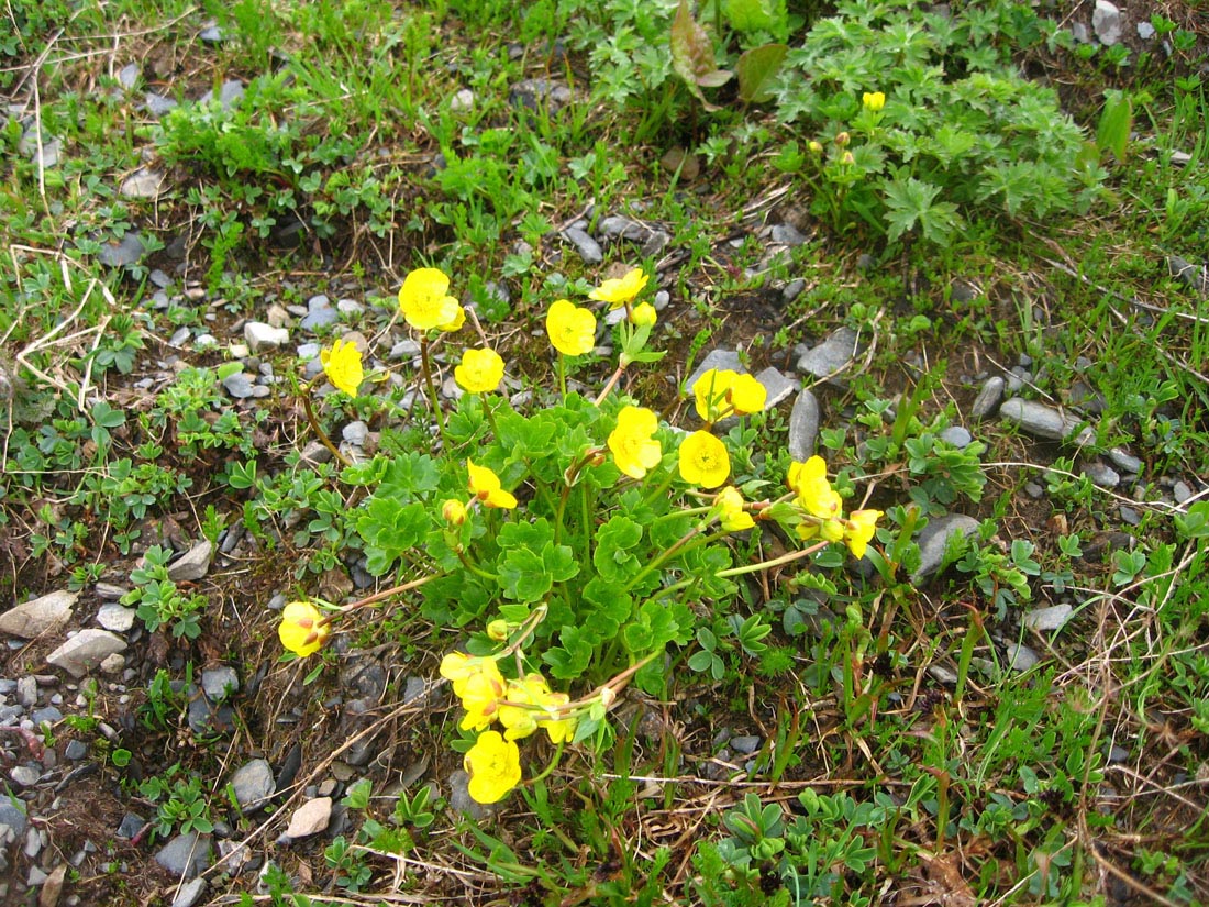 Изображение особи Ranunculus brachylobus.