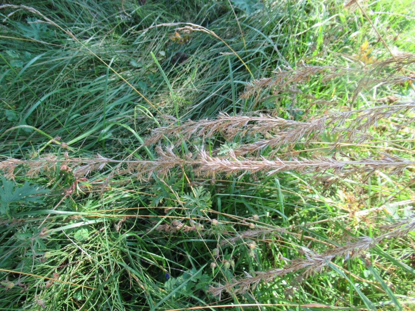 Image of Trisetum sibiricum specimen.