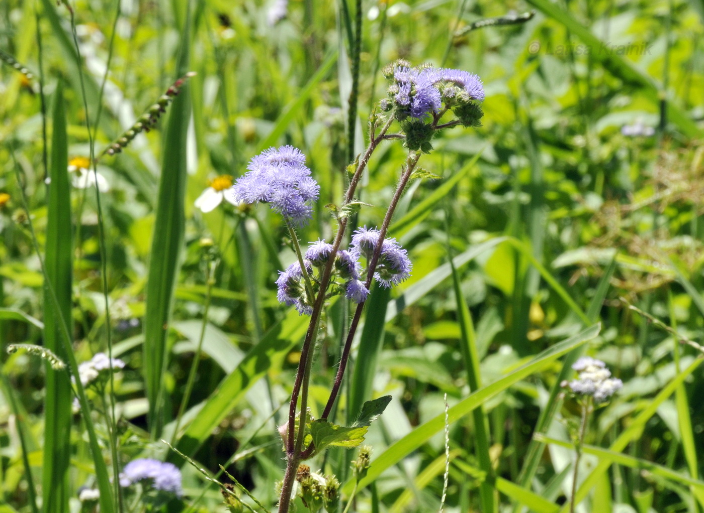 Image of Ageratum houstonianum specimen.