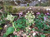 Petasites albus. Цветущие растения (по соседству цветёт Cardamine quinquefolia). Краснодарский край, г/о Сочи, Хостинский р-н, окр. с. Измайловка, долина р. Дикарька, широколиственный лес. 05.03.2024.