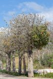 Brachychiton australis. Цветущие и плодоносящие растения. Израиль, г. Яффо, в культуре. 06.04.2024.