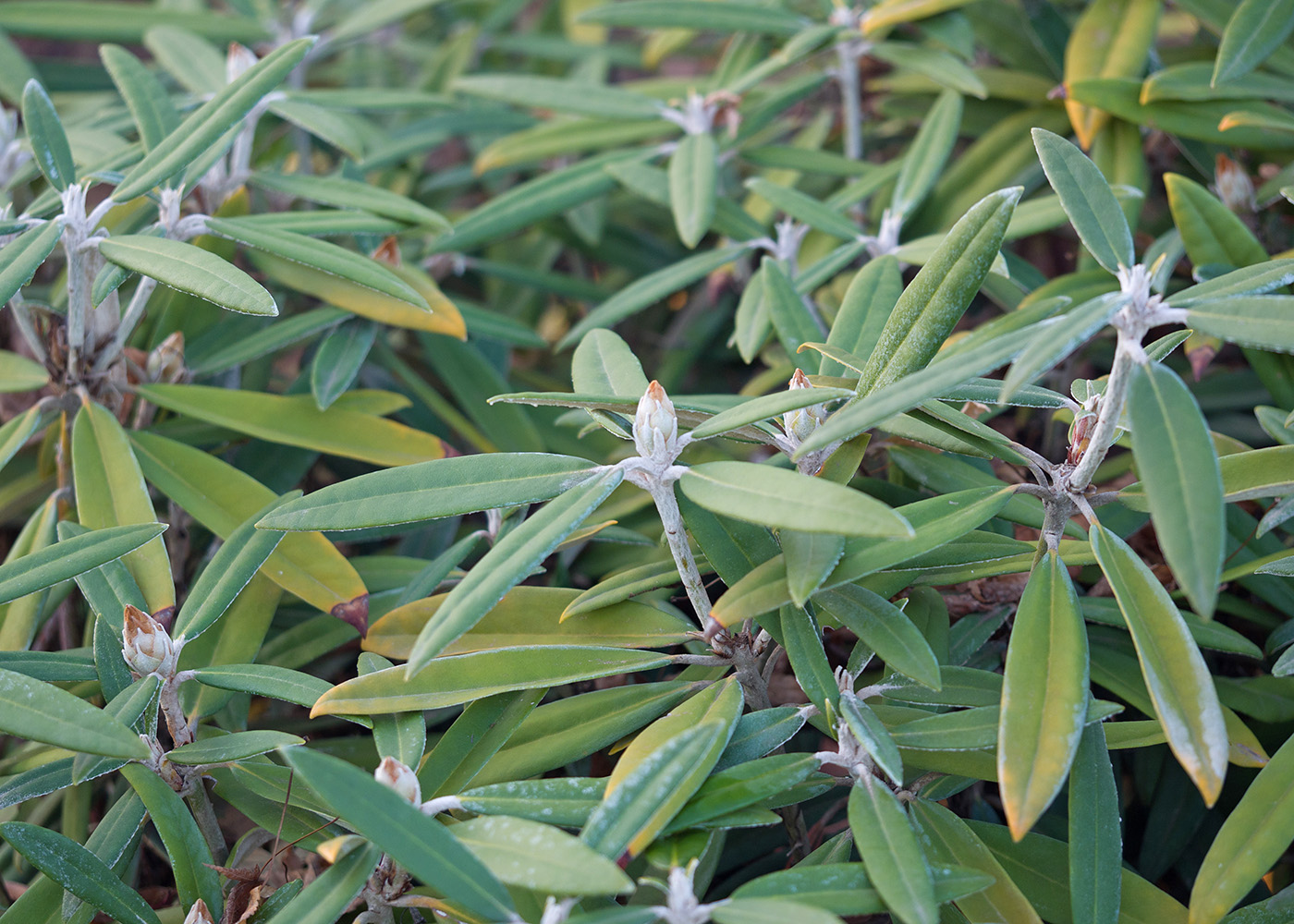 Изображение особи род Rhododendron.