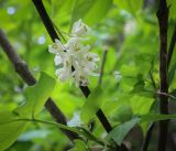 Staphylea colchica. Соцветие. Абхазия, Гудаутский р-н, Рицинский реликтовый национальный парк, долина р. Юпшара, широколиственный лес. 13.04.2024.