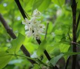 Staphylea colchica