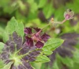 Geranium phaeum. Цветок и бутон (вид со стороны чашечки). Московская обл., ГО Подольск, мкр-н Климовск, пустырь. 13.05.2024.