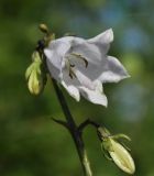 Campanula punctata