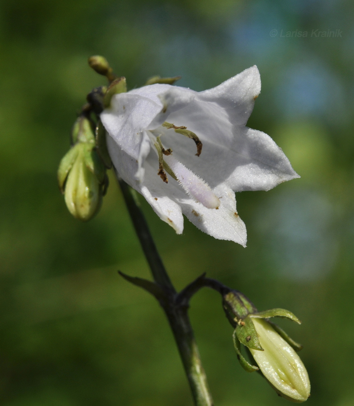 Image of Campanula punctata specimen.