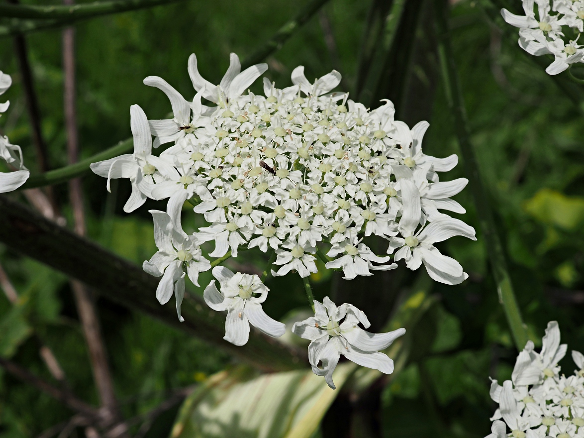 Image of Heracleum sosnowskyi specimen.