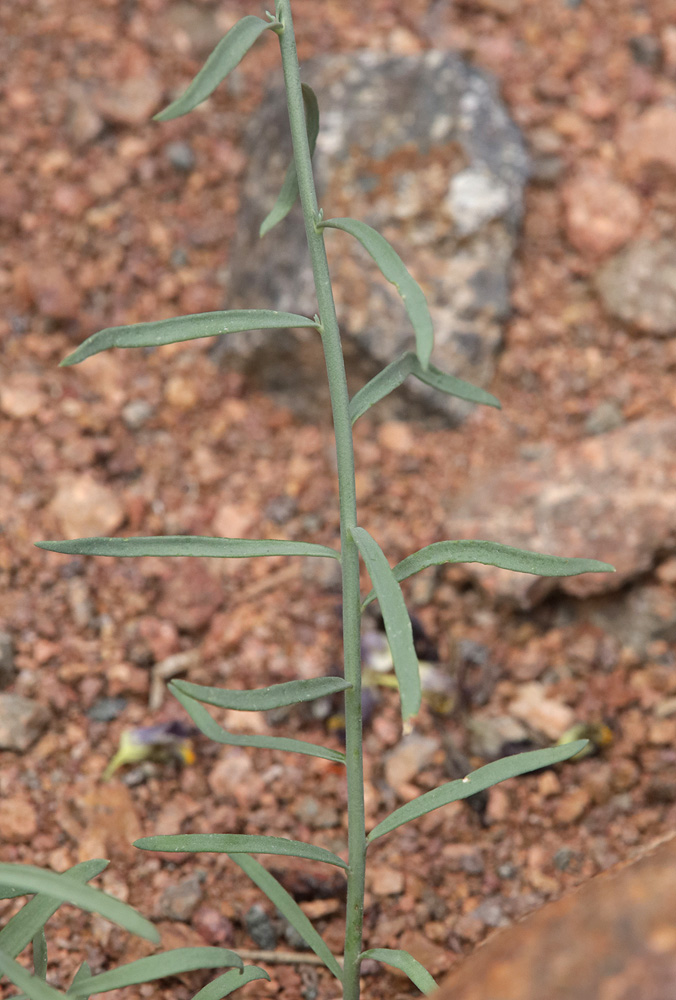 Изображение особи Linaria popovii.