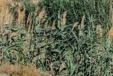 Phragmites australis. Верхушки вегетирующих растений с сухими прошлогодними соплодиями. Египет, мухафаза Эль-Гиза, оазис Бахария, песчаная пустыня, берег ручья. 30.04.2023.