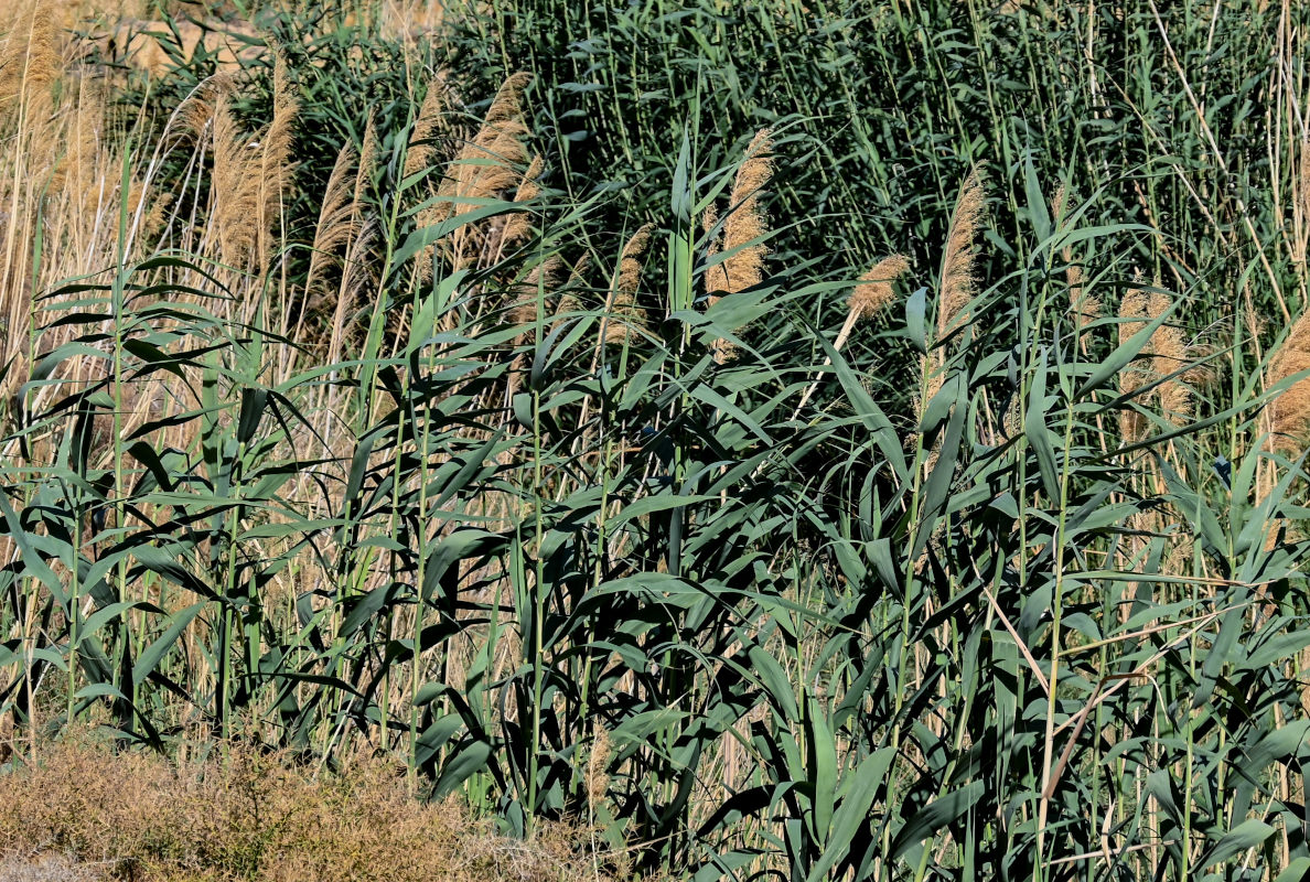 Image of Phragmites australis specimen.