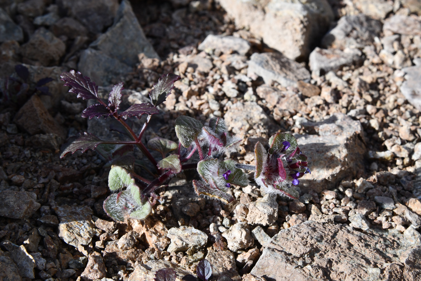 Image of familia Lamiaceae specimen.
