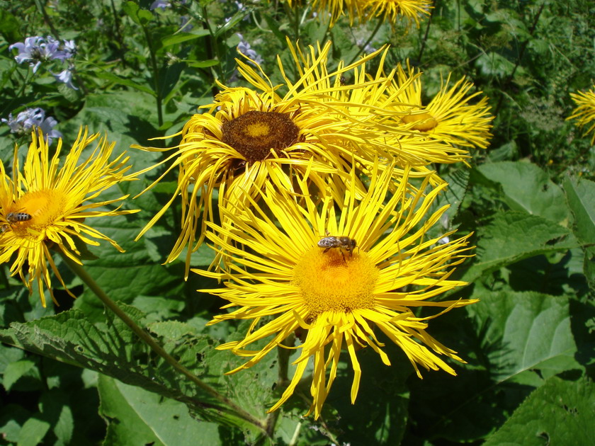 Изображение особи Inula magnifica.