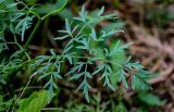 Thyselium palustre