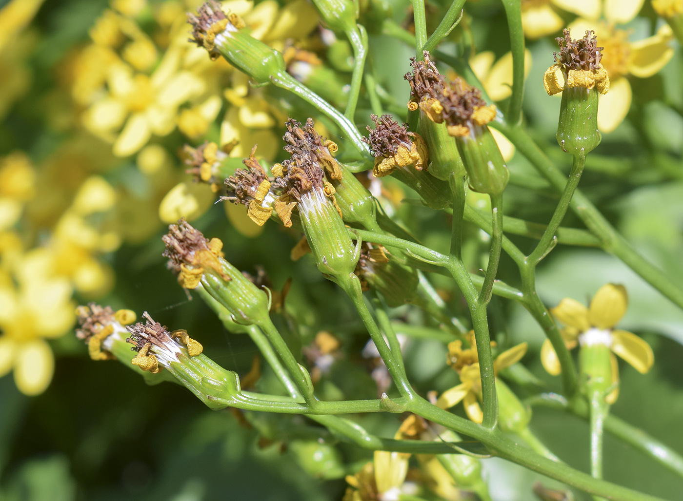 Изображение особи Senecio angulatus.