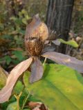 Atractylodes ovata
