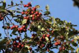 Malus prunifolia. Части ветвей с плодами. Санкт-Петербург, Старый Петергоф, парк \"Сергиевка\", в культуре. 19.10.2024.