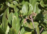 Viburnum suspensum
