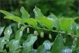 Polygonatum multiflorum