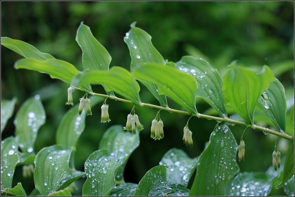 Image of Polygonatum multiflorum specimen.