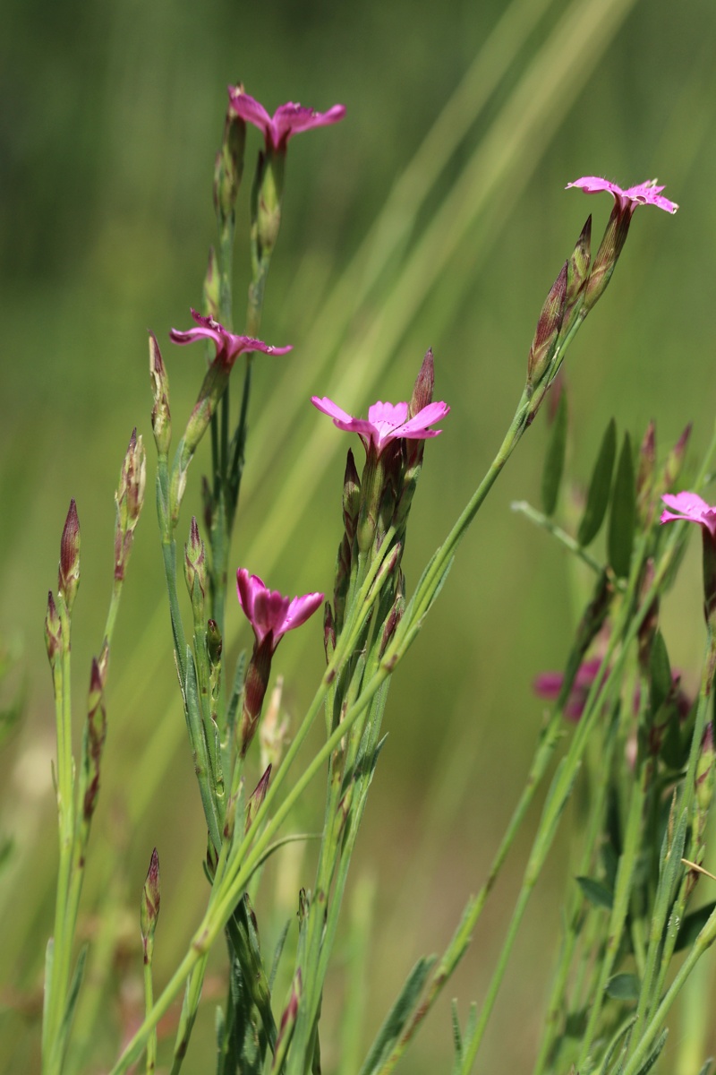 Изображение особи Dianthus deltoides.